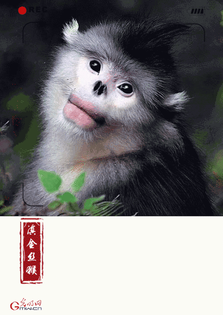 【动态海报】关注旗舰物种保护 推进美丽中国建设 【动态海报】关注旗舰物种保护 推进美丽中国建设