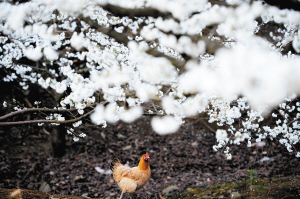 米户樱桃花白如雪。记者赵伟摄