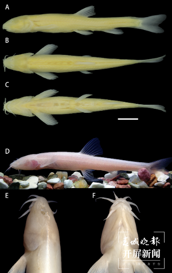 云南科研人员在地下河流中发现鱼类新种.png