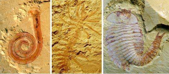 研究揭示:澄江生物群生活在三角洲 云南大学官网