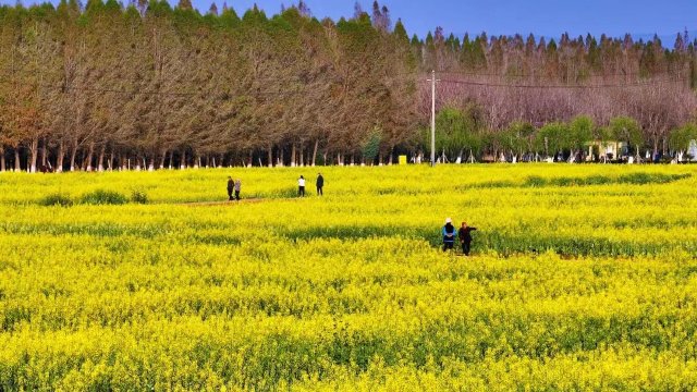 【清明踏春】呈贡江尾村(江尾社区 呈贡区融媒体中心 供图)