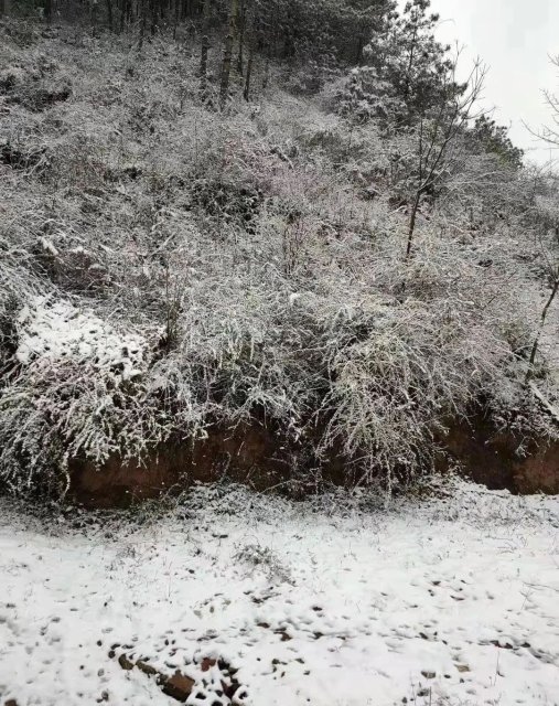 下雪