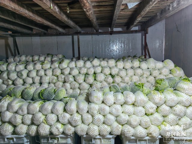 云南通海爱心企业采购80吨蔬菜驰援上海（开屏新闻记者 李春丽 通讯员 胡 婷 吴文汝 摄）