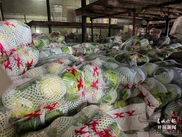 云南通海爱心企业采购80吨蔬菜驰援上海（开屏新闻记者 李春丽 通讯员 胡 婷 吴文汝 摄）