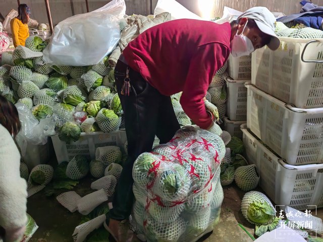 云南通海爱心企业采购80吨蔬菜驰援上海（开屏新闻记者 李春丽 通讯员 胡 婷 吴文汝 摄）