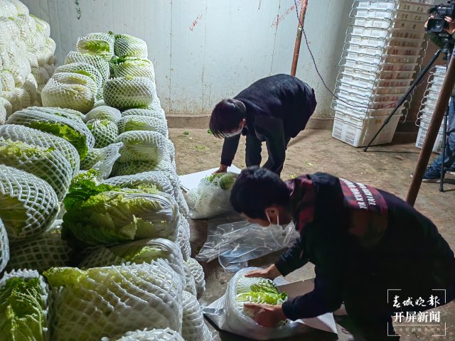 云南通海爱心企业采购80吨蔬菜驰援上海（开屏新闻记者 李春丽 通讯员 胡 婷 吴文汝 摄）