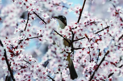 春至花开日 民歌正当时