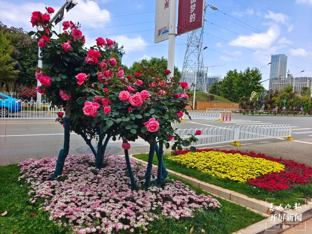 呈贡1660余株树状月季扮靓街景（田佳丽 摄）