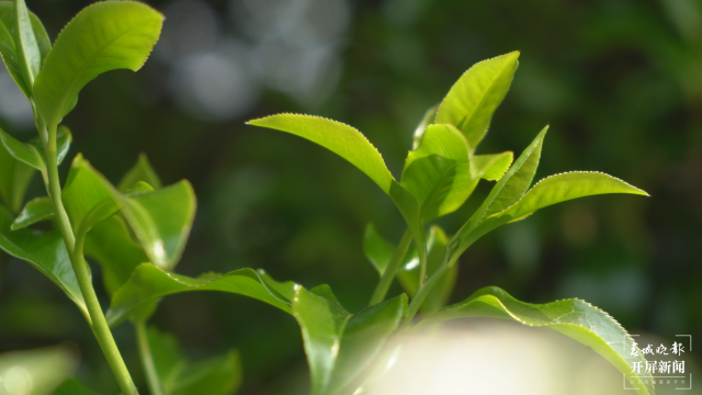 保山昌宁：古树茶芽吐新绿，缕缕茶香飘万里 春城晚报-开屏新闻记者 崔敏 通讯员 周应彪 普文鸿 王成林 摄影报道