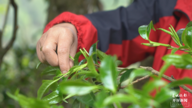 保山昌宁:古树茶芽吐新绿,缕缕茶香飘万里 春城晚报-开屏新闻记者 崔敏 通讯员 周应彪 普文鸿 王成林 摄影报道