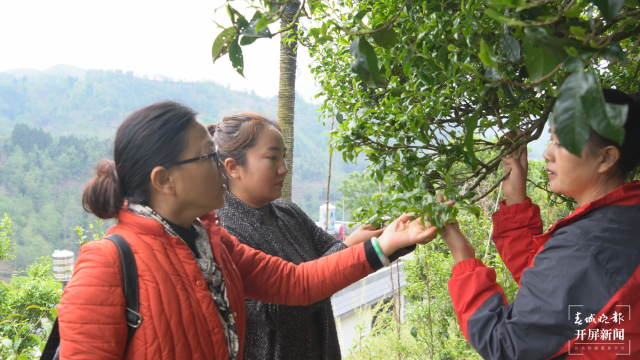 保山昌宁：古树茶芽吐新绿，缕缕茶香飘万里 春城晚报-开屏新闻记者 崔敏 通讯员 周应彪 普文鸿 王成林 摄影报道