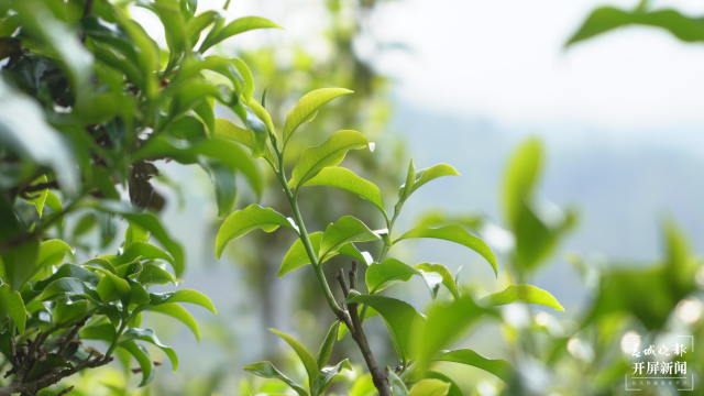 保山昌宁:古树茶芽吐新绿,缕缕茶香飘万里 春城晚报-开屏新闻记者 崔敏 通讯员 周应彪 普文鸿 王成林 摄影报道