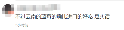 蓝莓