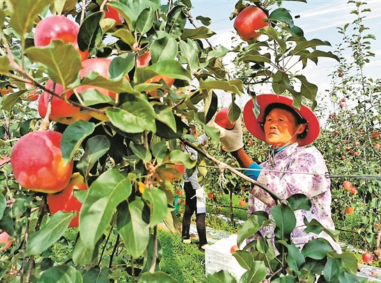 昭通苹果早熟品种上市.png