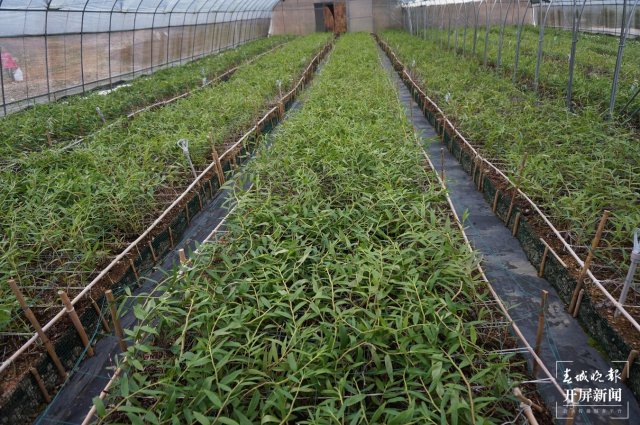 保山龙陵石斛特色产业多元融合发展释放新活力