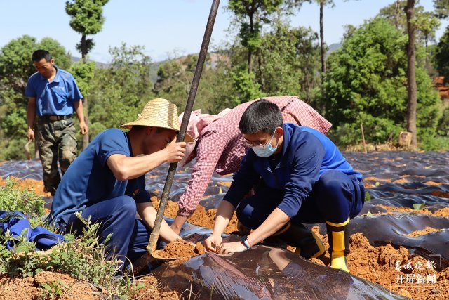 感谢曲靖“蓝娃子”送水来！今年的烟苗总算保住了