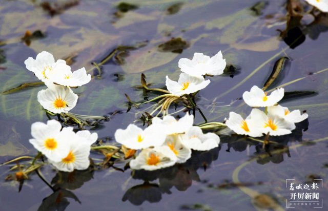 五一哪里去?沾益海峰湿地帐篷里数星星