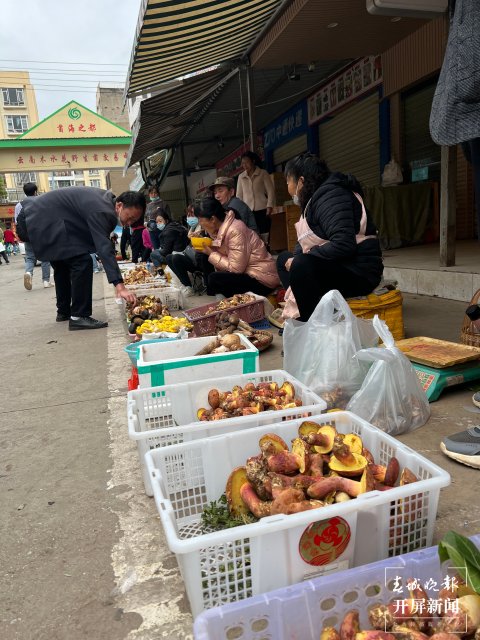 “五一”过后,野生菌渐多,云南木水花野生菌交易中心每天500公斤