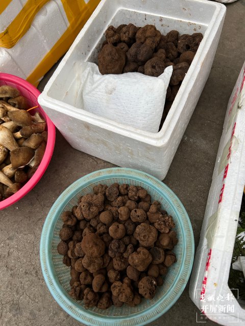 “五一”过后,野生菌渐多,云南木水花野生菌交易中心每天500公斤