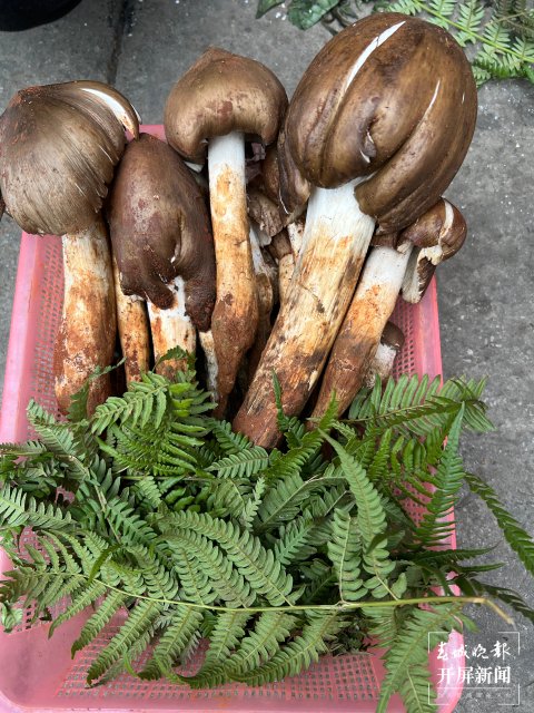 “五一”过后,野生菌渐多,云南木水花野生菌交易中心每天500公斤