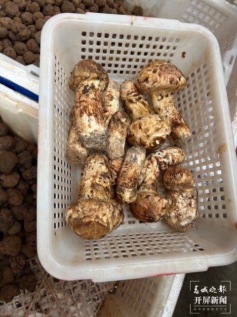 “五一”过后,野生菌渐多,云南木水花野生菌交易中心每天500公斤