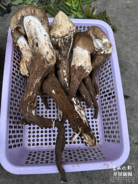 “五一”过后,野生菌渐多,云南木水花野生菌交易中心每天500公斤