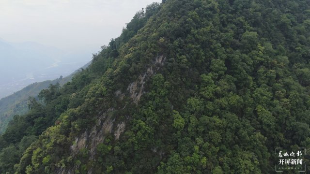 “兰花大熊猫”——杏黄兜兰首现保山隆阳高黎贡山保护区 开屏新闻记者 崔敏 通讯员 吴秀华 李晓斌 李家华 杨雅楠 摄影报道