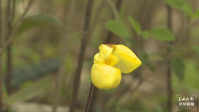 “兰花大熊猫”——杏黄兜兰首现保山隆阳高黎贡山保护区 开屏新闻记者 崔敏 通讯员 吴秀华 李晓斌 李家华 杨雅楠 摄影报道