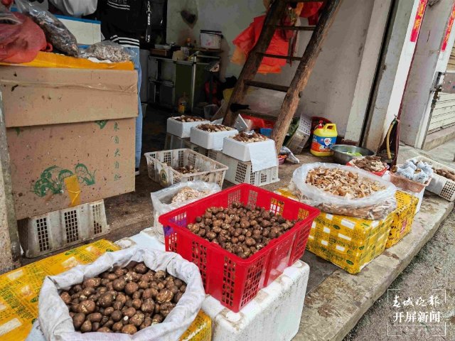 气候冷热不均,曲靖“野生菌”量少价高 (13689113)-20220515200104.jpg