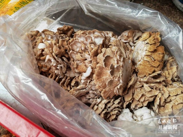 气候冷热不均,曲靖“野生菌”量少价高 (13689122)-20220515200115.jpg