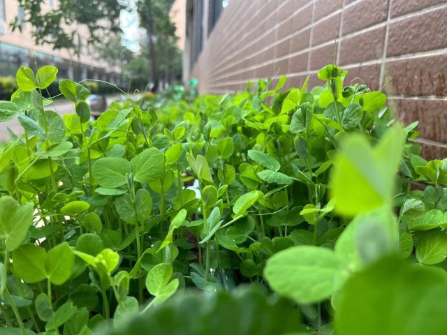 年轻人掀起阳台种菜热，电商平台上形成新百亿市场