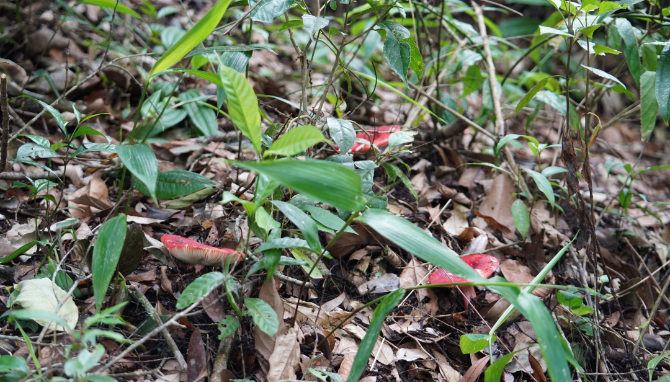 75e84cb5c2e318a4a5d9819a336df7c9.jpeg 图片