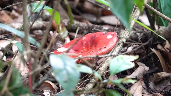 0515绿春:山野中的美味珍馐——大红菌.mpg.00_03_11_27.静止004.jpg 图片