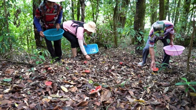 0515绿春:山野中的美味珍馐——大红菌.mpg.00_01_18_24.静止002.jpg 图片