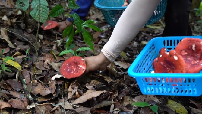 0515绿春:山野中的美味珍馐——大红菌.mpg.00_01_36_11.静止003.jpg 图片