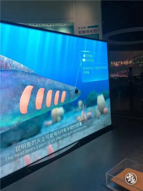 昆明鱼2.jpg