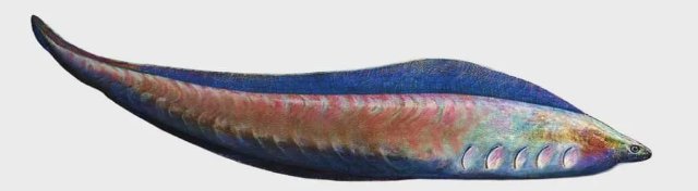 (△“天下第一鱼”昆明鱼 图片来源 澄江化石地世界自然遗产).jpg