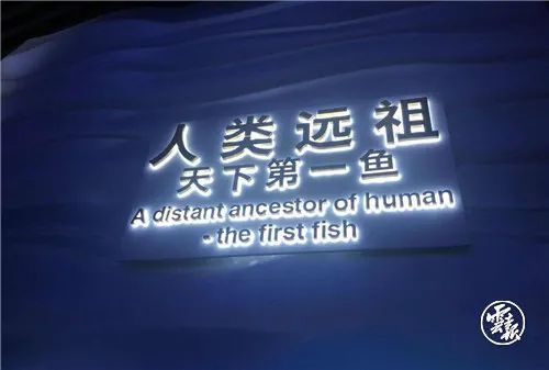 昆明鱼1.jpg