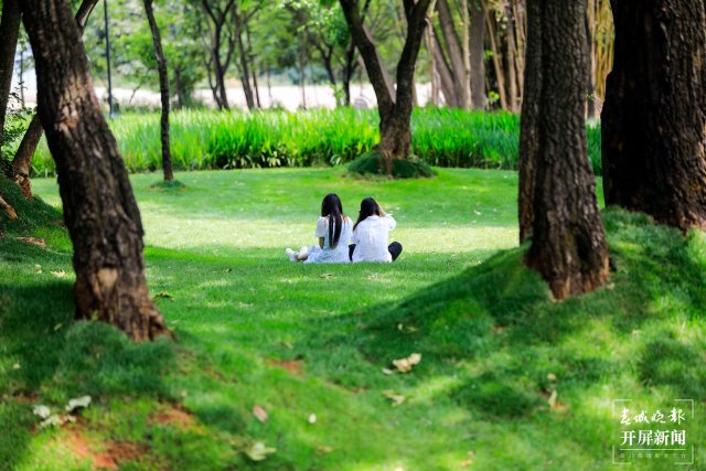 城市中心古树成林!262棵古树让曲靖这处公园成了当季最火打卡地