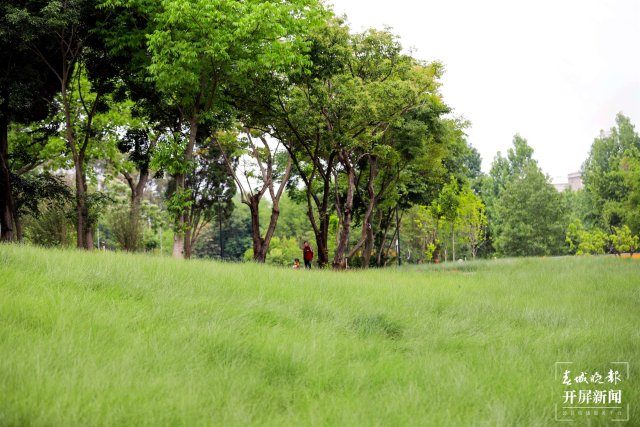 城市中心古树成林!262棵古树让曲靖这处公园成了当季最火打卡地