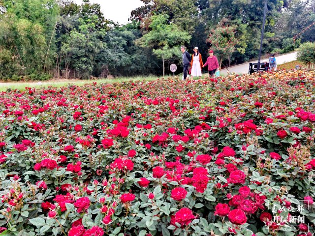 城市中心古树成林!262棵古树让曲靖这处公园成了当季最火打卡地