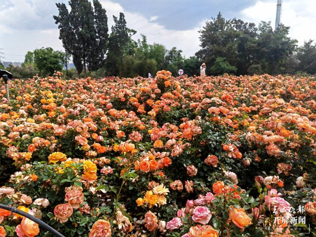 城市中心古树成林!262棵古树让曲靖这处公园成了当季最火打卡地