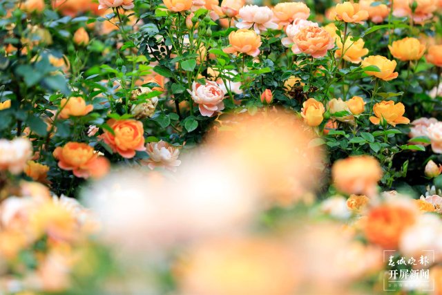 城市中心古树成林!262棵古树让曲靖这处公园成了当季最火打卡地