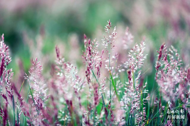 城市中心古树成林!262棵古树让曲靖这处公园成了当季最火打卡地