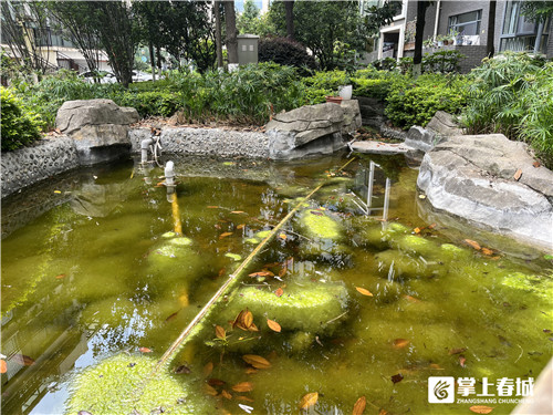 昆明某小区癞蛤蟆叫声扰民,专家:虽吵但生态好才听得到