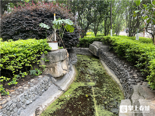 昆明某小区癞蛤蟆叫声扰民,专家:虽吵但生态好才听得到