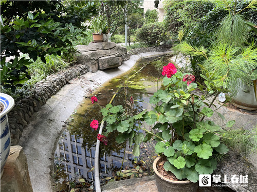 昆明某小区癞蛤蟆叫声扰民,专家:虽吵但生态好才听得到