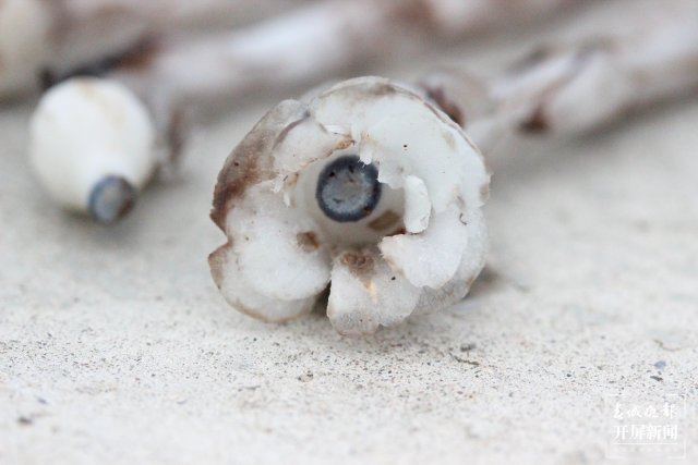 传说中的“死亡之花”水晶兰现身云南元江(李春丽 通讯员 孙桂江 白姝琦 刘政佳 摄)