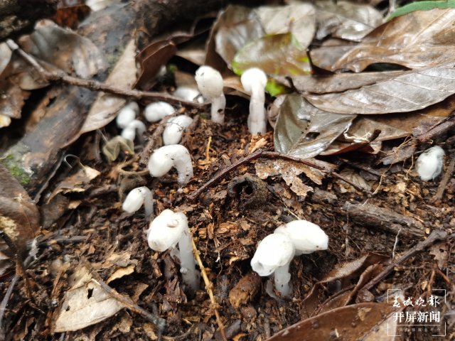 传说中的“死亡之花”水晶兰现身云南元江(李春丽 通讯员 孙桂江 白姝琦 刘政佳 摄)