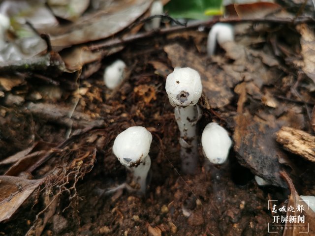 传说中的“死亡之花”水晶兰现身云南元江(李春丽 通讯员 孙桂江 白姝琦 刘政佳 摄)